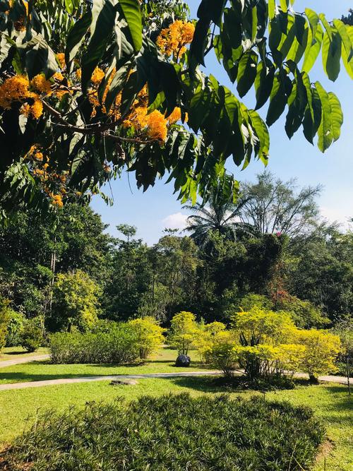 五、勐海植物园（西双版纳唯一有热带花园风景),是云南唯一能观赏到热带雨林的地方