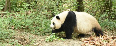 ​熊猫的特点和生活特征作文300字以上 熊猫的特点和生活特征 竹子