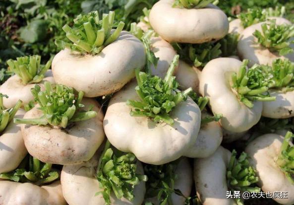 古代八大名菜及做法（长得酷似萝卜人称诸葛菜）(1)