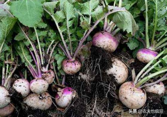 古代八大名菜及做法（长得酷似萝卜人称诸葛菜）(3)