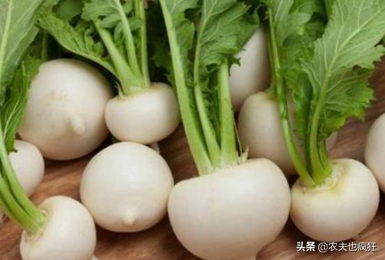 古代八大名菜及做法（长得酷似萝卜人称诸葛菜）(5)