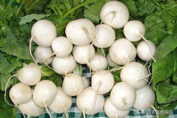 古代八大名菜及做法（长得酷似萝卜人称诸葛菜）(2)