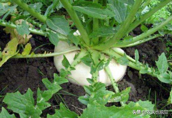 古代八大名菜及做法（长得酷似萝卜人称诸葛菜）(4)