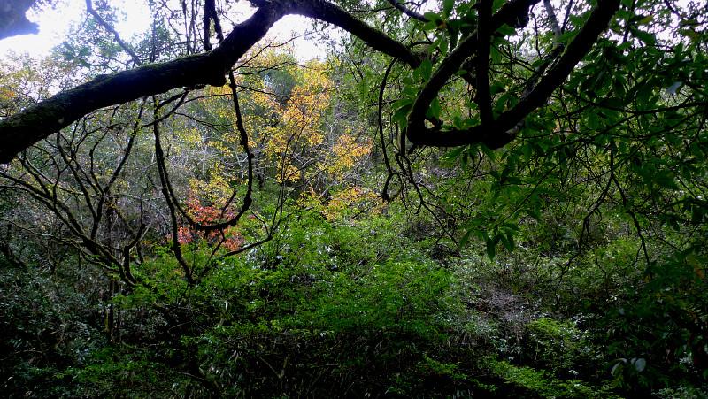 3、大峡谷公园的原始森林内，有各种野生植物900多种，包括植物2100多种。