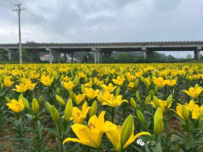 一、横县百合花海