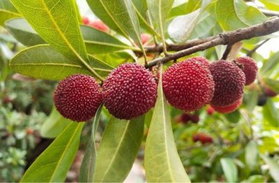 ​昆明十大特产介绍（昆明知名特产盘点）