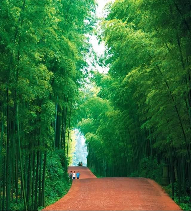 旅游蜀南竹海在哪里（最美森林蜀南竹海的景点情况介绍）  4