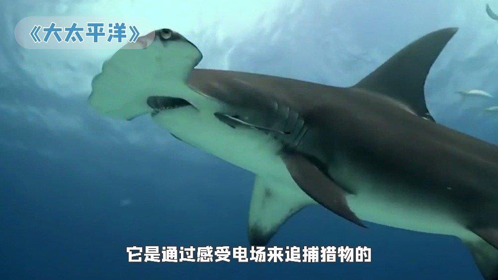 海洋主题纪录片