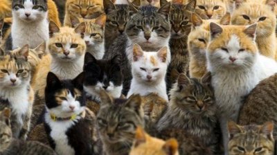 ​在日本的猫日你可以做这些奇葩的事情