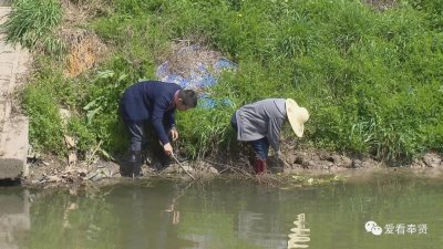 ​「注意」看到这种钉螺要马上上报！