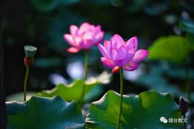 ​伊人‖夏日荷花别样红