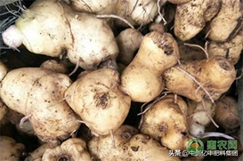 黄精种植季节几月份(黄精生长条件与环境)
