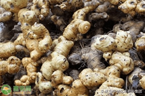 黄精种植季节几月份(黄精生长条件与环境)