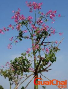 ​美丽异木棉的花语别称 美丽异木棉价值