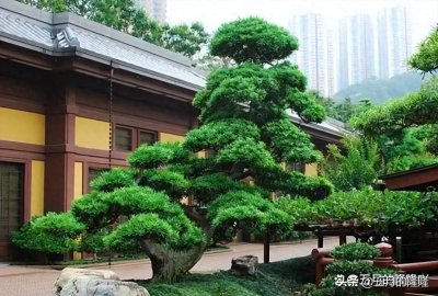 ​老人说“家富不富”，看门前树！门口有这7种树“非富即贵”！