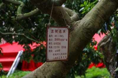 ​增城挂绿，荔枝中的王中王！