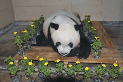 ​大熊猫“巴斯” 生命已谢幕 传奇永留存