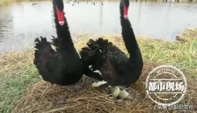 ​萌萌哒！8只黑天鹅宝宝在鄱阳湖国家湿地公园诞生！