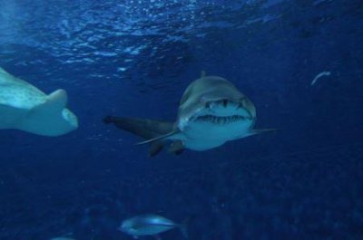 泰山山顶的景点有哪些