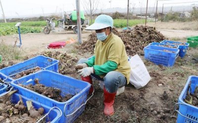 ​北京最大芋头种植基地丰收市民吃上本土芋头