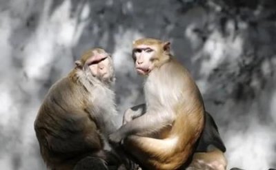 ​猕猴桃和牛奶一起吃为什么变苦蛋白质结块导致变味
