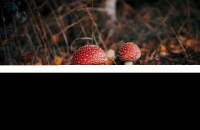 ​毒蘑菇高发季来了中国科学家制造出最毒蘑菇的解药