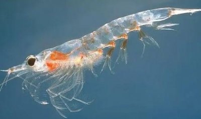 ​美洲螯龙虾：又称波士顿龙虾相当昂贵的一种龙虾