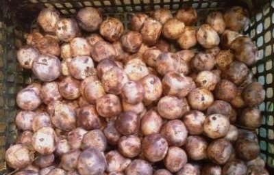 ​荞疙瘩的做法：如何制作口感独特的荞麦面团？