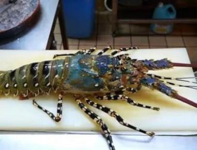 ​眼斑龙虾：两侧长有明显的眼状白斑最大体长达60厘米