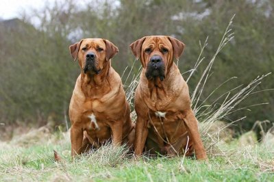 ​神奇的土佐犬：日本人培养出来的相扑犬，只为战斗而生