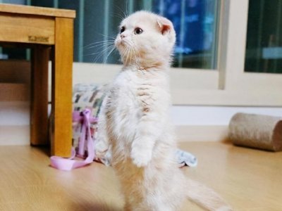 ​喵星人介绍：呆萌小短腿-曼基康矮脚猫