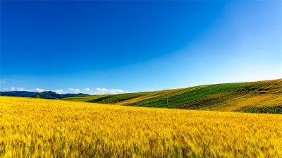 ​收成不达预期，印度拟从俄罗斯进口 900 万吨小麦
