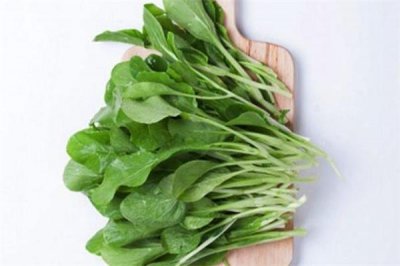 ​鸡毛菜可以放冰箱吗 鸡毛菜可以放几天