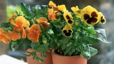 ​趣知识：夏天榴莲没熟怎么存放熟得快夏天榴莲没熟怎么存放