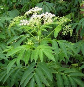 ​接骨草是一种什么样的植物