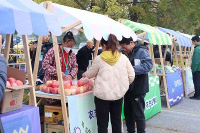 ​延庆旧县1800亩苹果熟了，红心苹果成新名片