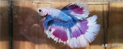 ​酸奶可以让水变得更清澈，因为内含杆菌球菌