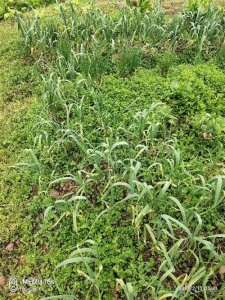 ​元宵佳节“偷青”的由来