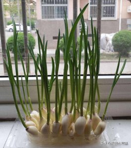 ​蔬菜水培并不难，掌握种植技巧很简单：如何才能种好水培蔬菜？