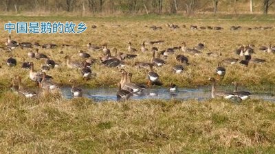 ​养殖大雁秘方