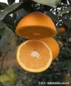 ​麻阳冰糖橙——甜蜜富硒的长寿果