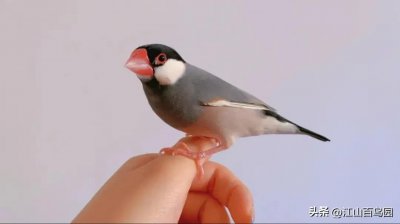 ​文鸟羽色细腻，形象可爱，容易亲近，十分沾人。是手养鸟的首选！