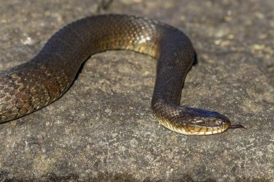 ​水蛇是什么蛇？水蛇有毒吗？怎么分辨有毒水蛇和没毒水蛇？