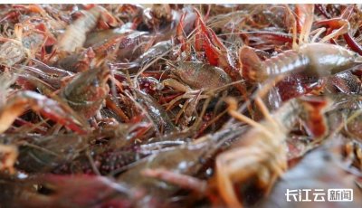 ​最低11元一斤！湖北小龙虾核心产区开捕