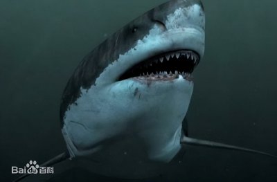 ​科普：一口一头猪！地球史上最强悍的生物——巨齿鲨