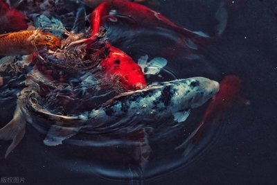 ​锦鲤的寓意与象征，寄托着人们对美好生活的向往与追求。