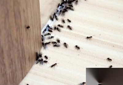 ​不用热水，用“它”快速驱除家中蚂蚁