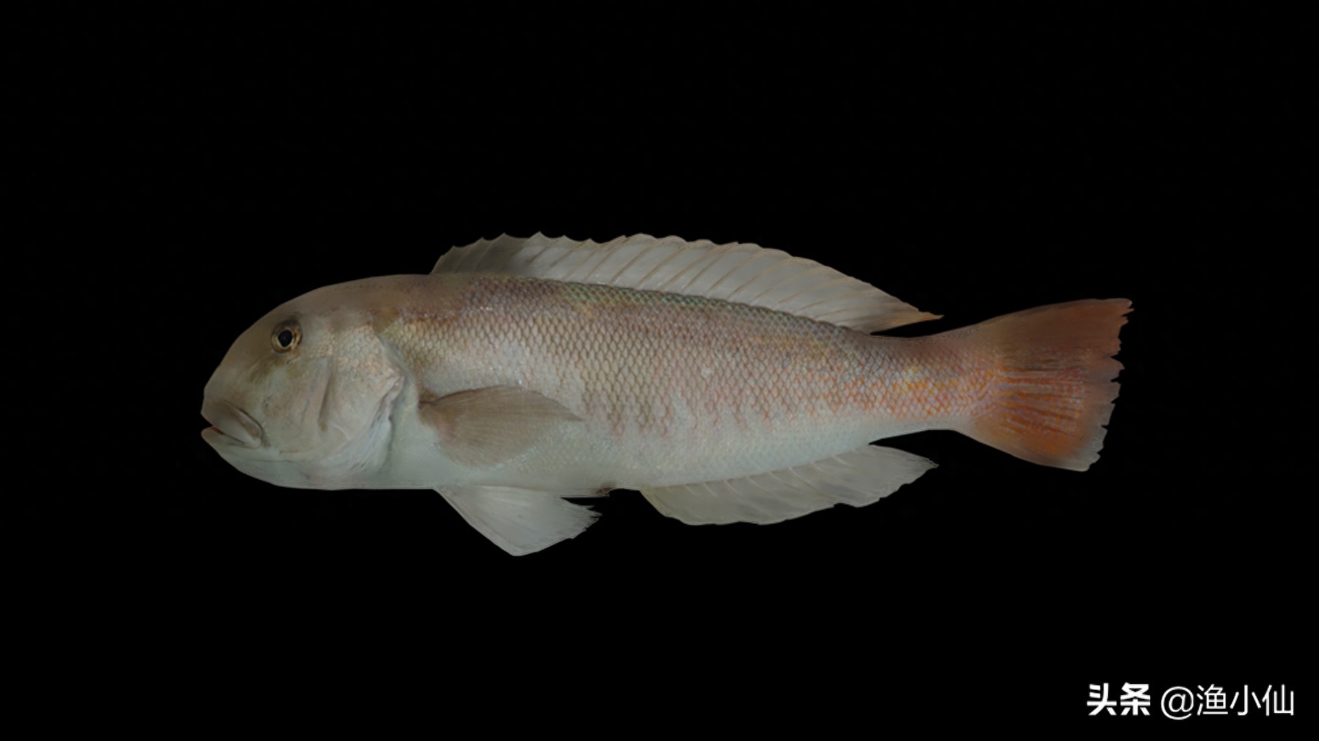 脑袋像马头的一种海鲜，肉质柔嫩鲜美，时不时吃一次还是很不错的