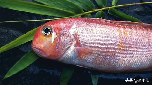 脑袋像马头的一种海鲜，肉质柔嫩鲜美，时不时吃一次还是很不错的