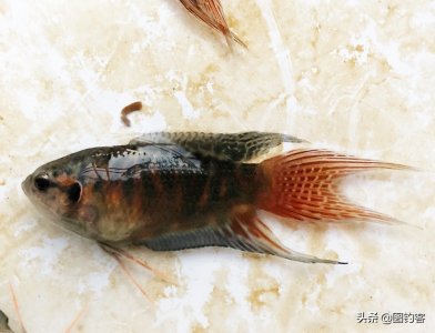 ​“一生都在打架中度过”：中国斗鱼，是观赏鱼中的“平头哥”